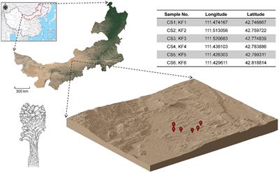 Characterization of microbial community assembly in parasitic plant systems and the influence of microorganisms on metabolite accumulation in parasitic plants: case study of Cistanche salsa and Kalidium foliatum